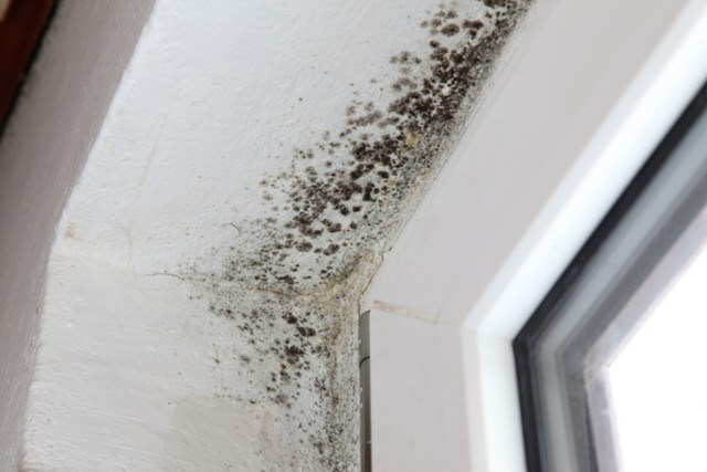 Schimmelbefall an einem Fenster